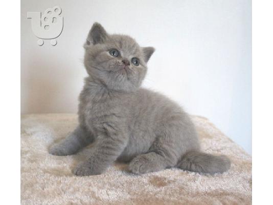 PoulaTo: Βρετανικό γατάκι κοντά μαλλιά